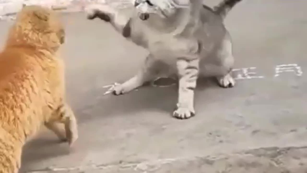 Cat fight 👑 😍 🐱💥🐱🎇#animals #funnyvideo #
