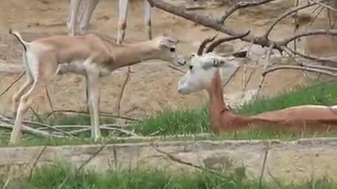 It’s a boy! We’re excited to welcome a dama gazelle calf to the world! 🥰🥰🥰 !