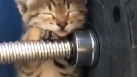 Very beautiful cat & sweet cat