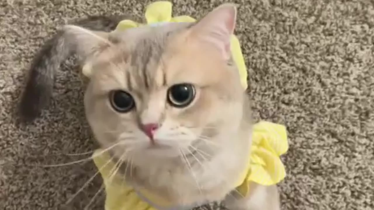Cash's meow collection! sound on u gonna love it