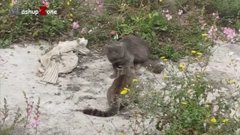 Talking funny cats