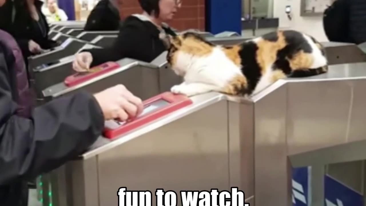 The cat on the train