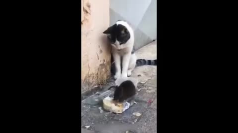 Funny animals - Funny cats _ dogs - Funny animal videos 2024 Part 18