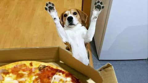 This dog's love for food is off the leash! 🐶 Funniest Dog Reaction