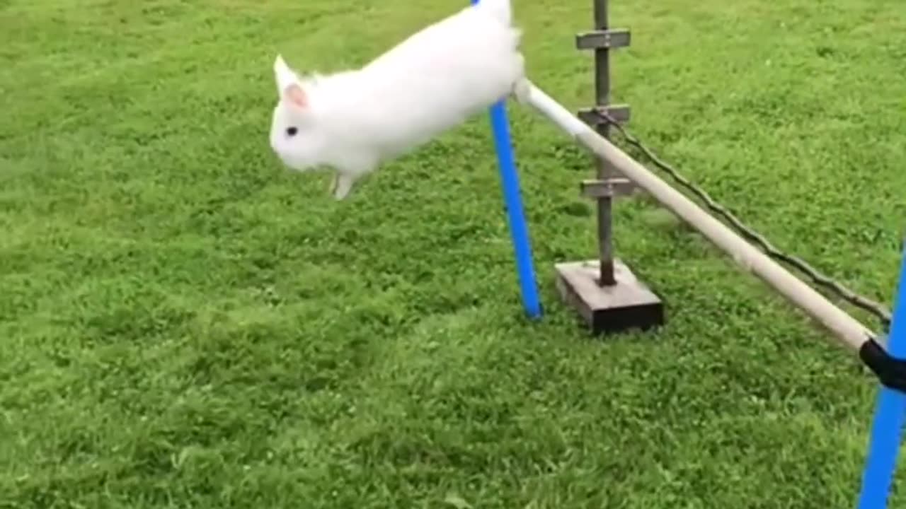 Rabbit Jumping In Garden