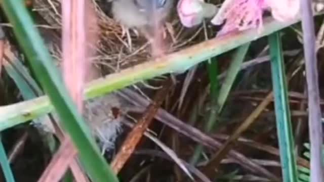A bird can't build a house without flowers blooming. The environment is so nice. ,