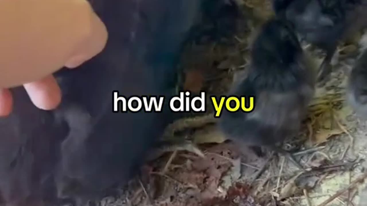 my hen went missing for a month, and when she came back, she had 13 chicks