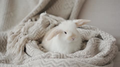 Cute animals