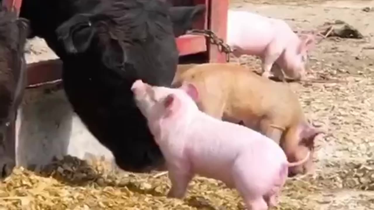 Funny Animals Fails #shorts