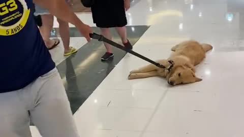 Happy Golden is Dragged along Shopping Mall