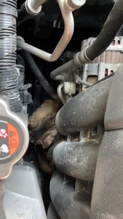 July 27, 2019 - Missing Cat Found Hiding in Car Engine