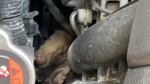 July 27, 2019 - Missing Cat Found Hiding in Car Engine