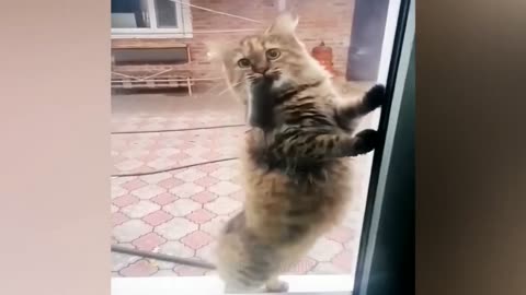 Funniest Animals 2023 😂 New Funny Cats and cats Videos 😻🐶 #funnycats