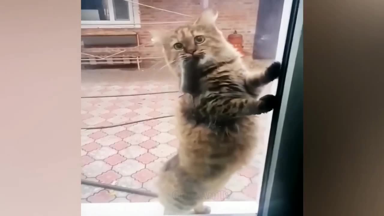 Funniest Animals 2023 😂 New Funny Cats and cats Videos 😻🐶 #funnycats