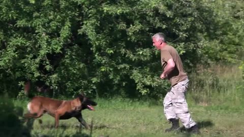 Basic Dog Training - Top 10 Essential Commands Every Dog should Know