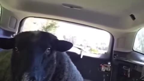 Guy Takes Sheep For Ride In Car