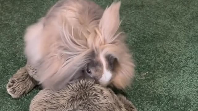lionhead #bunnies #bunniesofmine