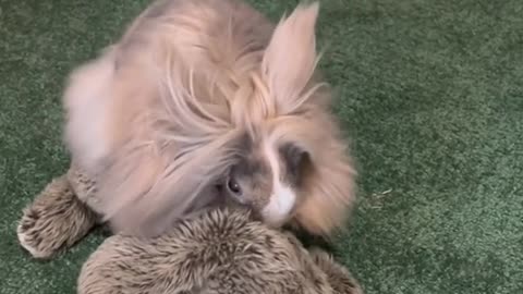 lionhead #bunnies #bunniesofmine