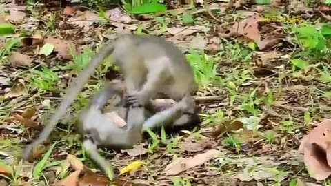 Shocking Moments When Painful Lions Are Attacked And Tortured By Africa's Deadliest Preys