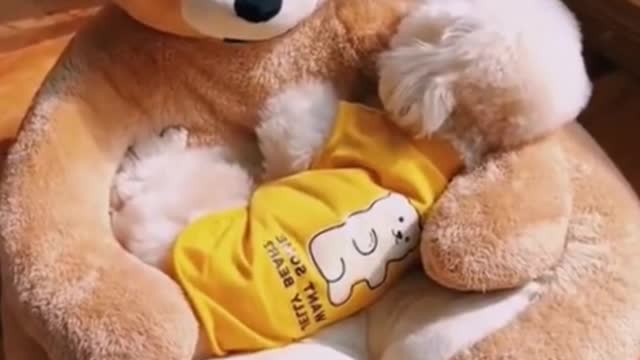 This doghouse looks so cozy! I wonder if there's a bigger version I can try?