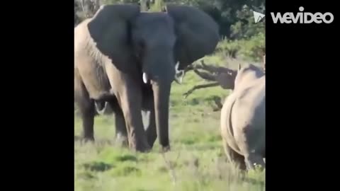 Funny Elephant Videos Compilation 🐘😂