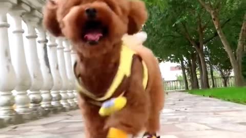 The dog is eager to play with its owner