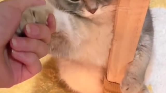 Don't pull me!!!!!!! Unless there's a snack!