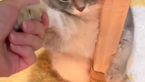 Don't pull me!!!!!!! Unless there's a snack!