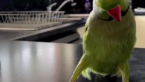 Adorable Parrot Plays Peek-a-Boo With Themselves! - cute birds video