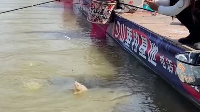 Best Asian Fishing Video 🐟 Weekend Fishing 🐟 #shorts