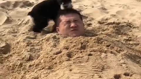 funny dog videos