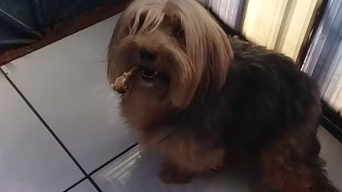 Fumando um osso kkk