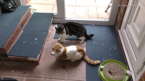 Real Cat Fight