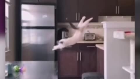Cat hilarious fell from top in kitchen