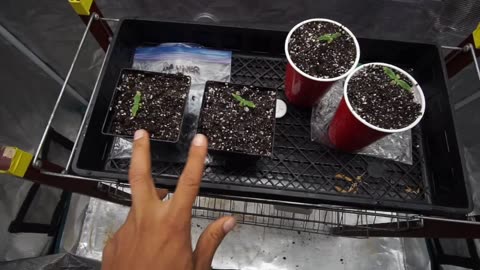 Bruce Banner Strain Grow
