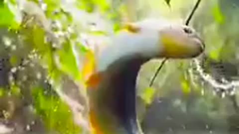 AMAZING video #5