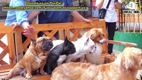 4K Dogs and Puppies Beautiful Animal Footage Episode 15 | Viral Dog