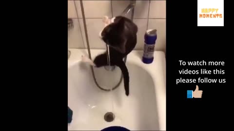 Hilarious cat moments