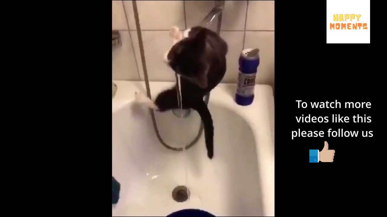 Hilarious cat moments