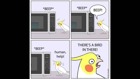 Funny Comics With A Parrot Twist