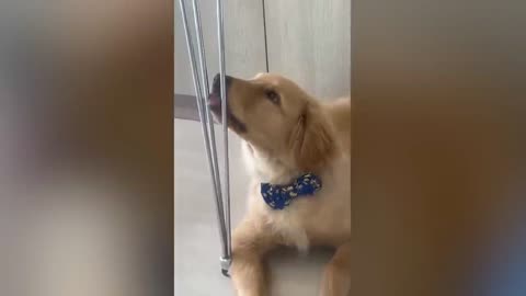 Funny animals
