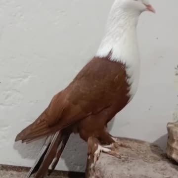 Red body withe nack fancy American beautiful breeder male