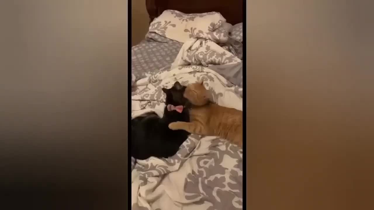HOUR FUNNY CATS COMPILATION 2022😂_ Funny and Cute Cat Videos😸 ! - 072