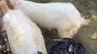 a goat that is not afraid of water