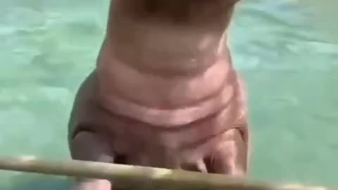 Hippo drive in water / funny video