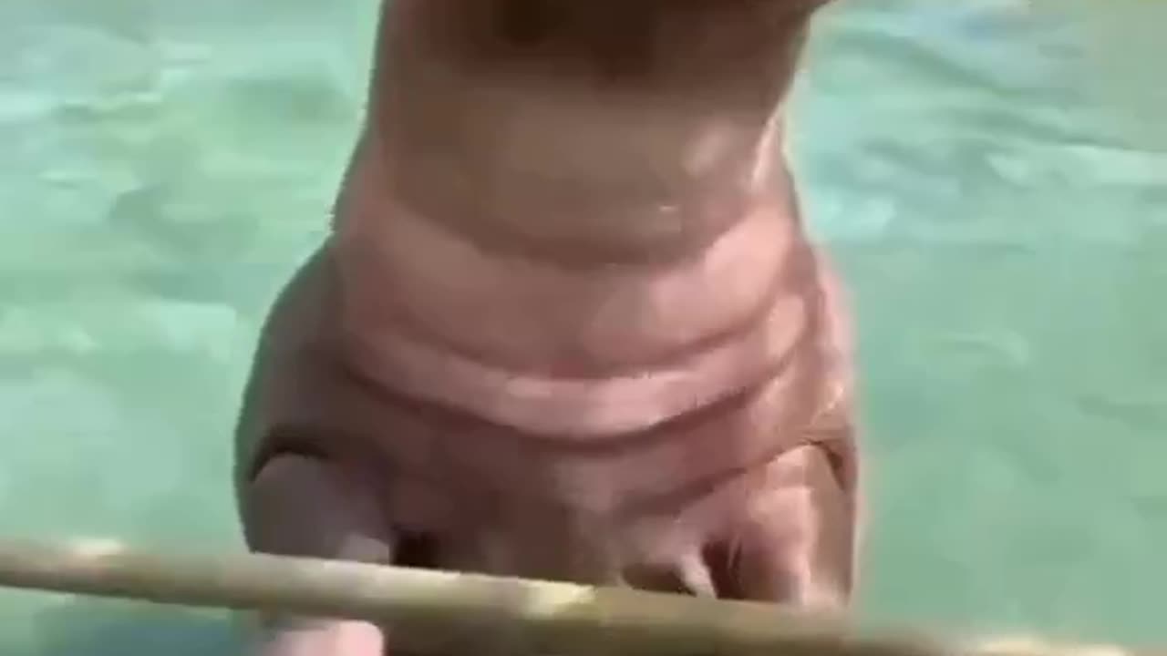 Hippo drive in water / funny video