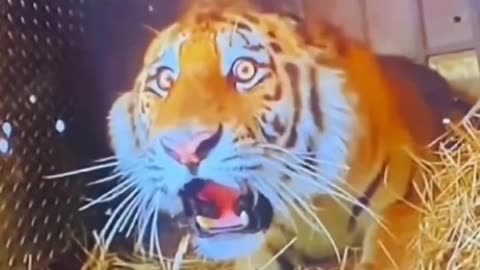 A Man Fighting Some Tigers, Funny Video. 🤣