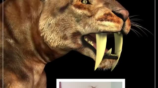 Sabertooth cats could bite through skulls of...other sabertooth cats #shorts