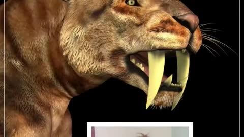 Sabertooth cats could bite through skulls of...other sabertooth cats #shorts