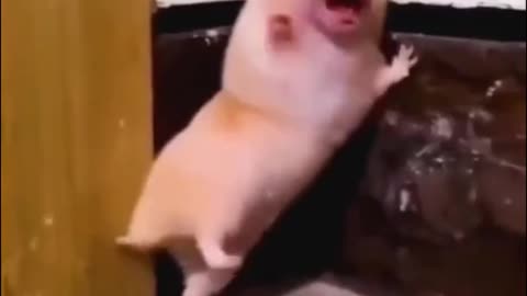 funny animals compilation#😘